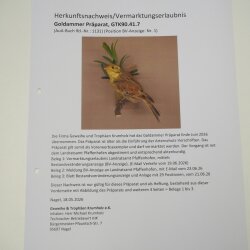 Goldammer Vogel Präparat Höhe 17 cm präpariert Tierpräparat mit Genehmigung zur Vermarktung