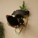 Gallo cedrone - Esemplare intero - Altezza 57 cm con certificato di provenienza 90.2.23