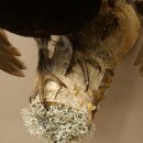 Gallo cedrone - Esemplare intero - Altezza 57 cm con certificato di provenienza 90.2.23