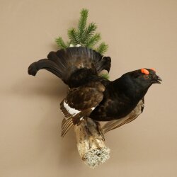 Gallo cedrone - Esemplare intero - Altezza 57 cm con certificato di provenienza 90.2.23