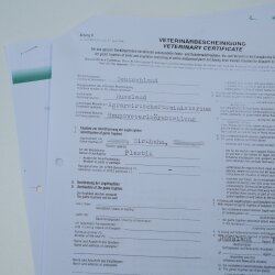 Gallo cedrone - Esemplare intero - Altezza 57 cm con certificato di provenienza 90.2.23