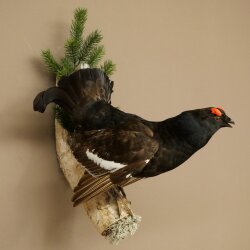 Gallo cedrone - Esemplare intero - Altezza 57 cm con certificato di provenienza 90.2.23