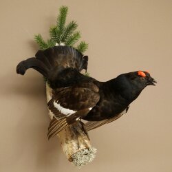 Gallo cedrone - Esemplare intero - Altezza 57 cm con certificato di provenienza 90.2.23