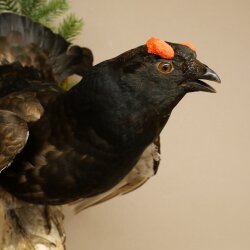 Gallo cedrone - Esemplare intero - Altezza 57 cm con certificato di provenienza 90.2.23