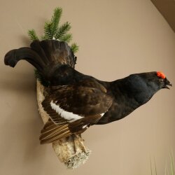 Gallo cedrone - Esemplare intero - Altezza 57 cm con certificato di provenienza 90.2.23