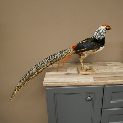 Diamantfasan Vogel Standpräparat Höhe 55 cm präpariert Tierpräparat 90.272.11
