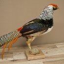 Diamantfasan Vogel Standpräparat Höhe 55 cm präpariert Tierpräparat 90.272.11