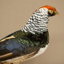 Diamantfasan Vogel Standpräparat Höhe 55 cm präpariert Tierpräparat 90.272.11