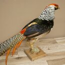 Diamantfasan Vogel Standpräparat Höhe 55 cm präpariert Tierpräparat 90.272.11