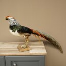 Diamantfasan Vogel Standpräparat Höhe 55 cm präpariert Tierpräparat 90.272.11