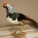 Diamantfasan Vogel Standpräparat Höhe 55 cm präpariert Tierpräparat 90.272.11