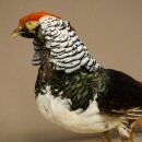 Diamantfasan Vogel Standpräparat Höhe 55 cm präpariert Tierpräparat 90.272.11
