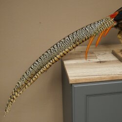 Diamantfasan Vogel Standpräparat Höhe 55 cm präpariert Tierpräparat 90.272.11