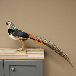 Diamantfasan Vogel Standpräparat Höhe 55 cm präpariert Tierpräparat 90.272.11