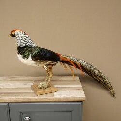Diamantfasan Vogel Standpräparat Höhe 55 cm präpariert Tierpräparat 90.272.11