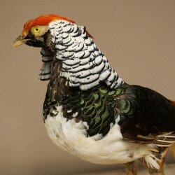 Diamantfasan Vogel Standpräparat Höhe 55 cm präpariert Tierpräparat 90.272.11