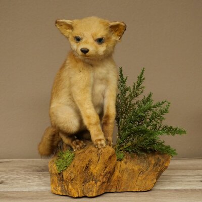 Fuchs Rotfuchs Jungfuchs sitzend Präparat Tierpräparat Tiertrophäe Höhe 36 cm 89.8.208