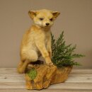 Renard, renard roux, jeune renard assis, spécimen...