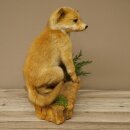 Fuchs Rotfuchs Jungfuchs sitzend Präparat Tierpräparat Tiertrophäe Höhe 36 cm 89.8.208