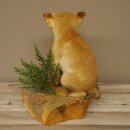 Fuchs Rotfuchs Jungfuchs sitzend Präparat Tierpräparat Tiertrophäe Höhe 36 cm 89.8.208