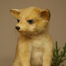 Fuchs Rotfuchs Jungfuchs sitzend Präparat Tierpräparat Tiertrophäe Höhe 36 cm 89.8.208