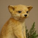 Fuchs Rotfuchs Jungfuchs sitzend Präparat Tierpräparat Tiertrophäe Höhe 36 cm 89.8.208