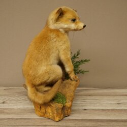 Fuchs Rotfuchs Jungfuchs sitzend Präparat Tierpräparat Tiertrophäe Höhe 36 cm 89.8.208