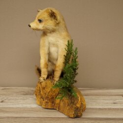 Fuchs Rotfuchs Jungfuchs sitzend Präparat Tierpräparat Tiertrophäe Höhe 36 cm 89.8.208