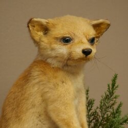Fuchs Rotfuchs Jungfuchs sitzend Präparat Tierpräparat Tiertrophäe Höhe 36 cm 89.8.208