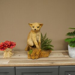 Fuchs Rotfuchs Jungfuchs sitzend Präparat Tierpräparat Tiertrophäe Höhe 36 cm 89.8.208