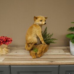 Fuchs Rotfuchs Jungfuchs sitzend Präparat Tierpräparat Tiertrophäe Höhe 36 cm 89.8.208