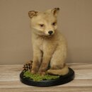 Renard, renard roux, jeune renard assis, spécimen...