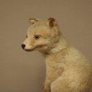 Fuchs Rotfuchs Jungfuchs sitzend Präparat Tierpräparat Tiertrophäe Höhe 29 cm 89.8.209