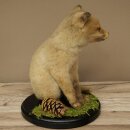 Fuchs Rotfuchs Jungfuchs sitzend Präparat Tierpräparat Tiertrophäe Höhe 29 cm 89.8.209