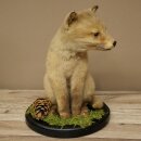 Fuchs Rotfuchs Jungfuchs sitzend Präparat Tierpräparat Tiertrophäe Höhe 29 cm 89.8.209