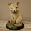 Fuchs Rotfuchs Jungfuchs sitzend Präparat Tierpräparat Tiertrophäe Höhe 29 cm 89.8.209