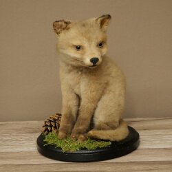 Fuchs Rotfuchs Jungfuchs sitzend Präparat Tierpräparat Tiertrophäe Höhe 29 cm 89.8.209