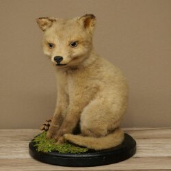 Fuchs Rotfuchs Jungfuchs sitzend Präparat Tierpräparat Tiertrophäe Höhe 29 cm 89.8.209