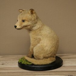 Fuchs Rotfuchs Jungfuchs sitzend Präparat Tierpräparat Tiertrophäe Höhe 29 cm 89.8.209