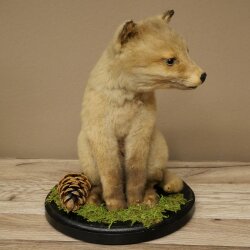 Fuchs Rotfuchs Jungfuchs sitzend Präparat Tierpräparat Tiertrophäe Höhe 29 cm 89.8.209