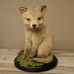 Fuchs Rotfuchs Jungfuchs sitzend Präparat Tierpräparat Tiertrophäe Höhe 29 cm 89.8.209