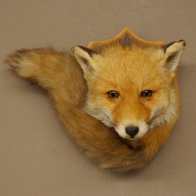 Fox Head with Tail—Red Fox Head, Taxidermy Specimen, Game Trophy 89.8.210