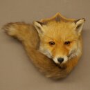 Fox Head with Tail—Red Fox Head, Taxidermy Specimen, Game Trophy 89.8.210