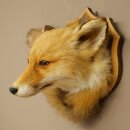 Fox Head with Tail—Red Fox Head, Taxidermy Specimen, Game Trophy 89.8.210