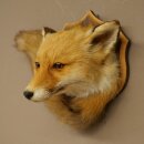 Fox Head with Tail—Red Fox Head, Taxidermy Specimen, Game Trophy 89.8.210