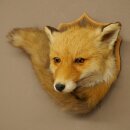 Fox Head with Tail—Red Fox Head, Taxidermy Specimen, Game Trophy 89.8.210