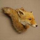 Fox Head with Tail—Red Fox Head, Taxidermy Specimen, Game Trophy 89.8.210