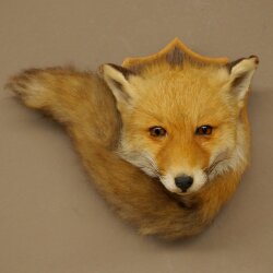 Fox Head with Tail—Red Fox Head, Taxidermy Specimen, Game Trophy 89.8.210