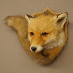 Fox Head with Tail—Red Fox Head, Taxidermy Specimen, Game Trophy 89.8.210