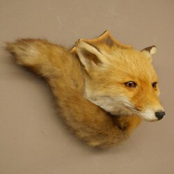 Fox Head with Tail—Red Fox Head, Taxidermy Specimen, Game Trophy 89.8.210